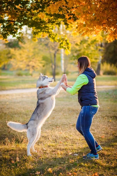 Szibériai husky, fiatal lány játék — Stock Fotó