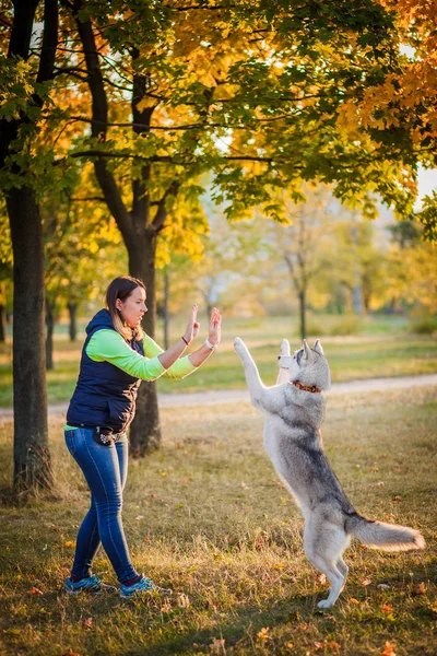 Girl playing with husky dog in city park — Stock Photo, Image
