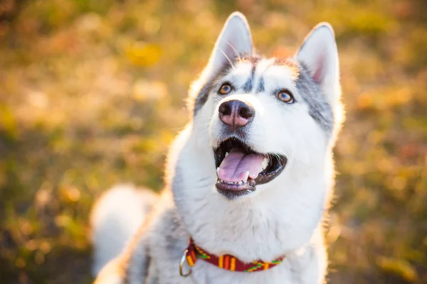 Szibériai Husky feküdt a sárga levelek — Stock Fotó