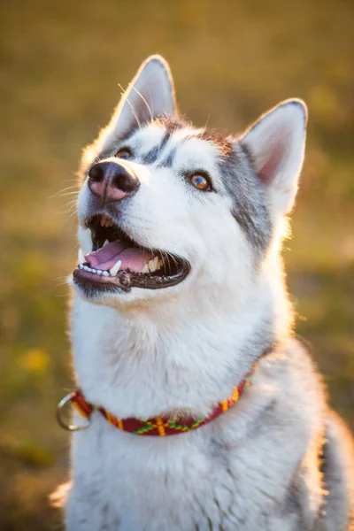 Szibériai Husky feküdt a sárga levelek — Stock Fotó