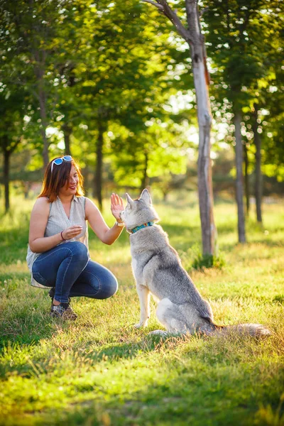Menina treinando o cão husky — Fotografia de Stock