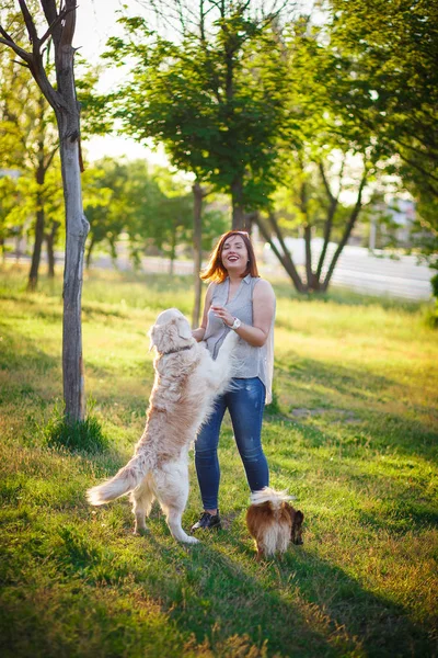 Many dogs walk in the park.