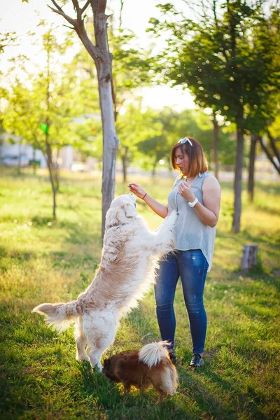 Many dogs walk in the park.