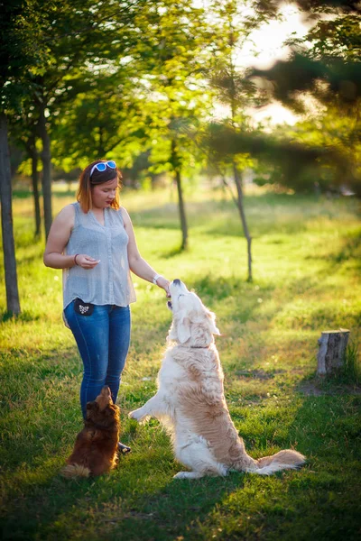 Muitos cães caminham no parque . — Fotografia de Stock