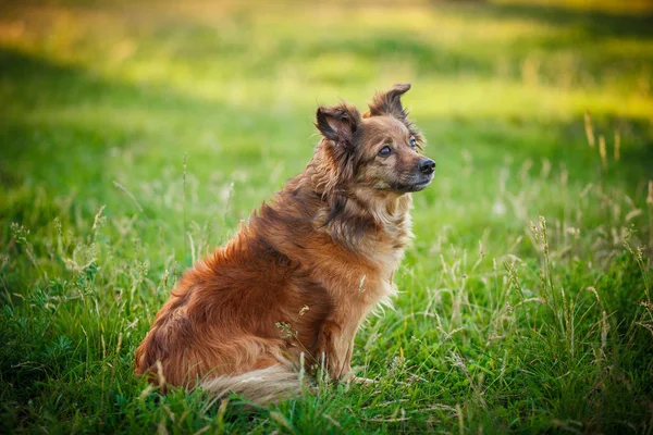 Hund sitzt auf dem grünen Gras — Stockfoto