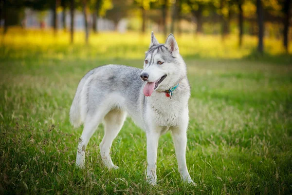 Séta az őszi erdőben szibériai Husky — Stock Fotó