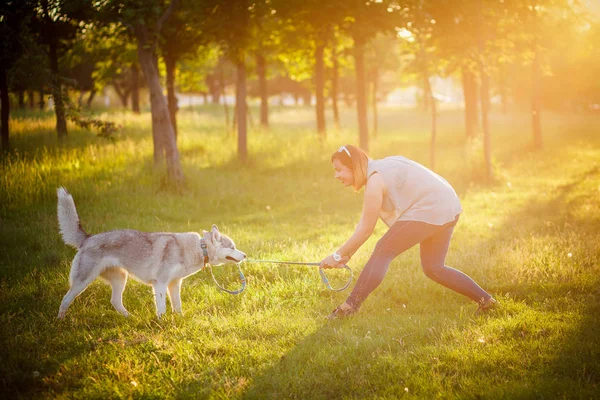 Girl Training the dog husky — Stock Photo, Image