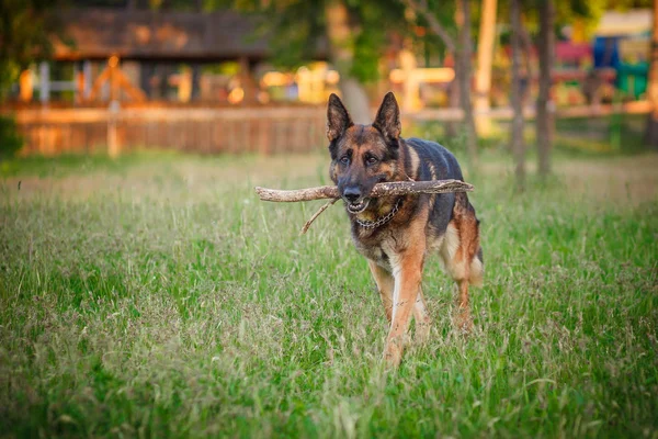 Duitse herdershond liggen buiten — Stockfoto