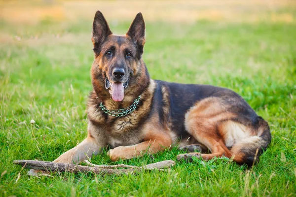 Perro pastor alemán acostado al aire libre — Foto de Stock