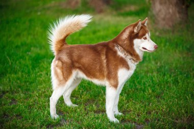 bir alan üzerinde kırmızı Siberian dış yapraklar