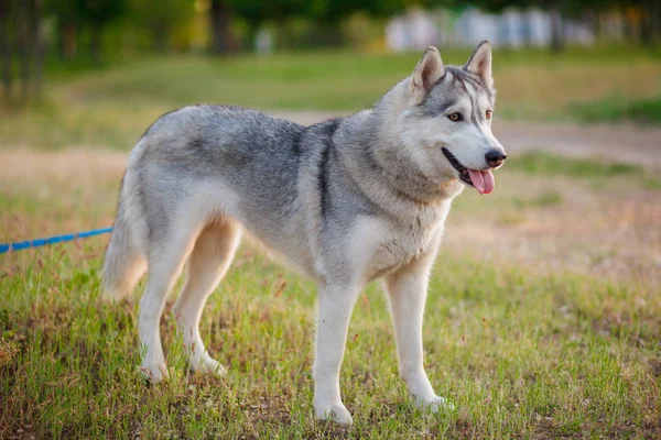 Séta az őszi erdőben szibériai Husky — Stock Fotó