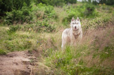 Sibirya Husky Doğa Yazı Dağda tek başına