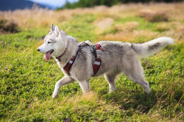 Sibirya Husky 'si tek başına cephane içinde.