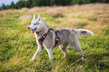 Sadece kırmızı yakalı Sibirya Husky 'si