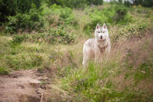Sibirya Husky Doğa Yazı Dağda tek başına