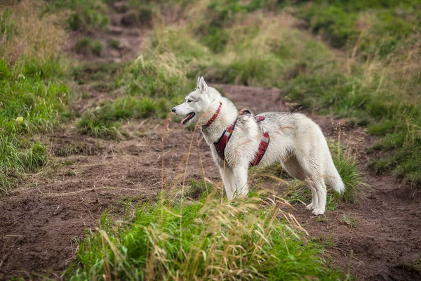 Piękny Pies Naturze Husky — Zdjęcie stockowe