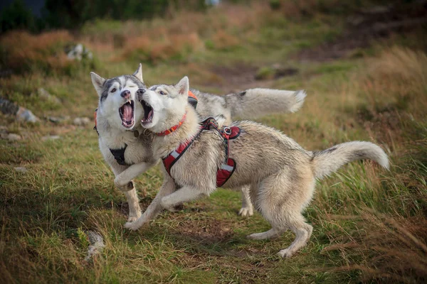 Dva Sibiřský Husky Hrát Přírodě — Stock fotografie