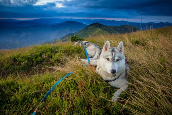 Perro Las Montañas Naturaleza — Foto de Stock