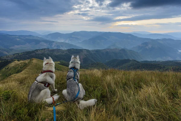 Husky Siberiano Perros Las Montañas Salvajes — Foto de Stock