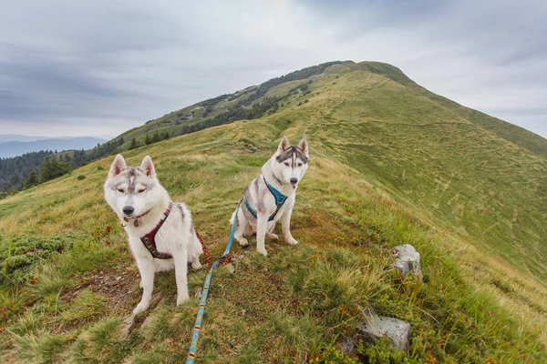 Los Perros Están Descansando Naturaleza Montaña —  Fotos de Stock