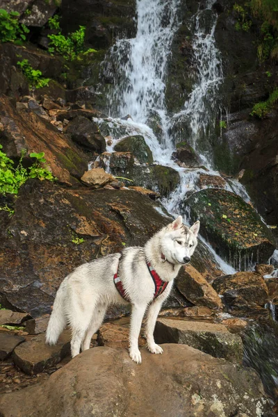 Siberian Husky Natureza Verão Sozinho Montanha Fotografias De Stock Royalty-Free