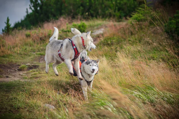 Dois Jogo Husky Siberiano Natureza Imagem De Stock