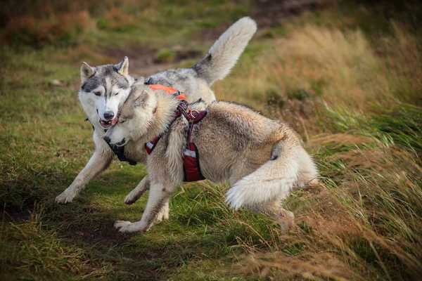 Twee Siberische Husky Spelen Natuur Stockafbeelding