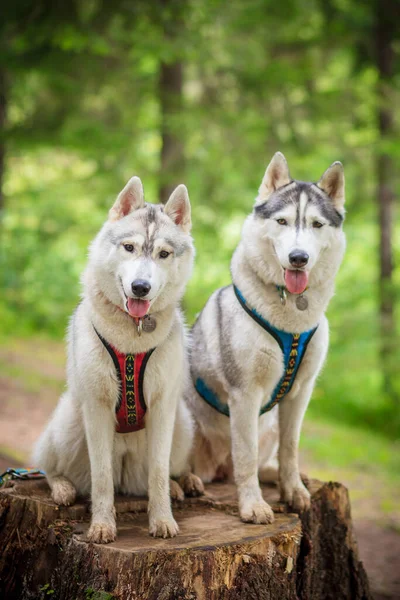 Dois Siberianos Husky Posando Cânhamo Imagens Royalty-Free