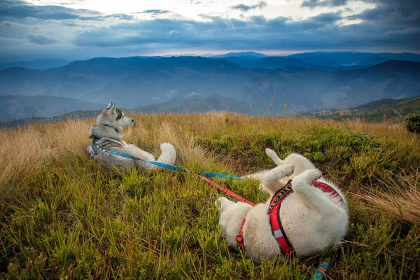 Siberiano Husky Cães Nas Montanhas Selvagens Fotografias De Stock Royalty-Free