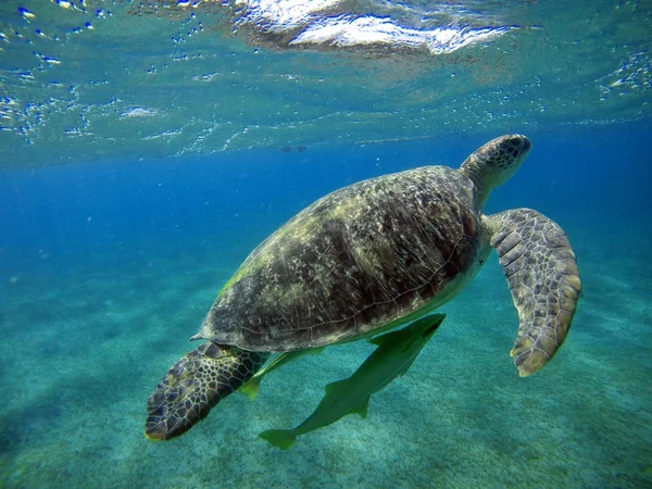 Paisaje submarino con tortuga marina en agua azul — Foto de Stock