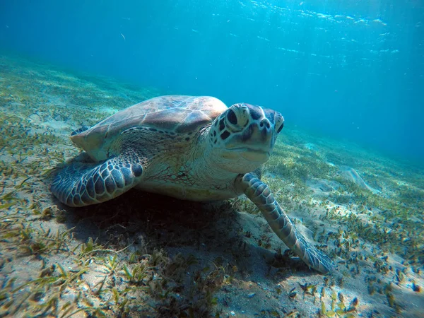 Paisaje submarino con tortuga marina en agua azul — Foto de Stock