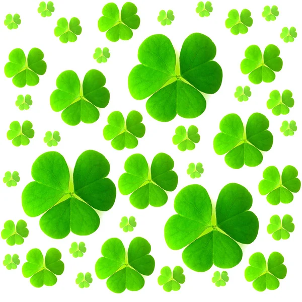 St. Patrick's day. Isolated clover leaves on white background — Stock Photo, Image