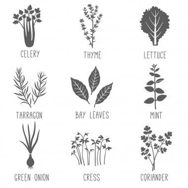 Taze otlar ve baharatlar Icon set. Vektör çizim