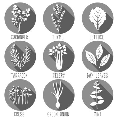 Taze otlar ve baharatlar Icon set. Vektör çizim