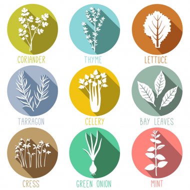 Taze otlar ve baharatlar Icon set. Vektör çizim