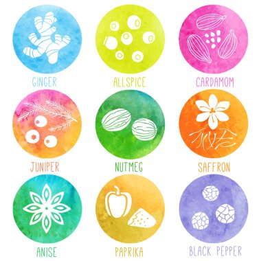 Taze otlar ve baharatlar suluboya Icon set. Ginger, yenibahar, kakule, ardıç, küçük hindistan cevizi, safran, anason, kırmızı biber, kara biber. Vektör çizim