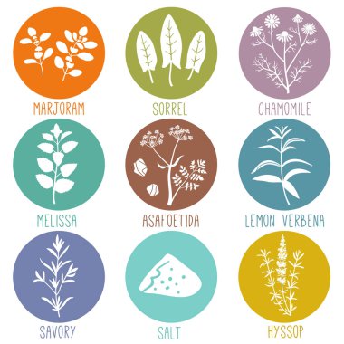 Taze otlar ve baharatlar Icon set. Mercanköşk, kuzukulağı, papatya, Melissa, şeytantersi, Lemon verbena, kokulu, tuz, çördük. Vektör çizim