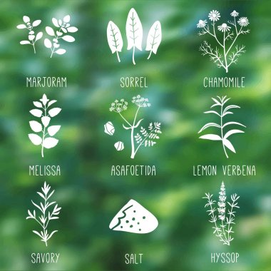 Taze otlar ve baharatlar simgesi doğa bulanık arka plana ayarla. Mercanköşk, kuzukulağı, papatya, Melissa, şeytantersi, Lemon verbena, kokulu, tuz, çördük. Vektör çizim