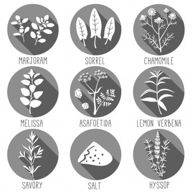 Taze otlar ve baharatlar Icon set. Mercanköşk, kuzukulağı, papatya, Melissa, şeytantersi, Lemon verbena, kokulu, tuz, çördük. Vektör çizim.