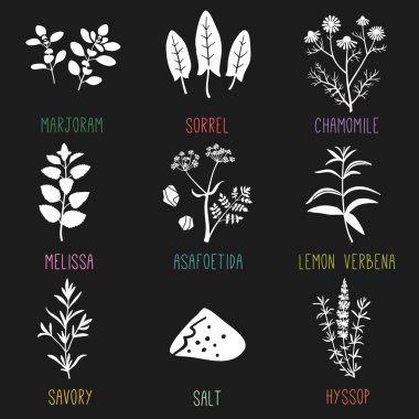Taze otlar ve baharatlar Icon set. Mercanköşk, kuzukulağı, papatya, Melissa, şeytantersi, Lemon verbena, kokulu, tuz, çördük. Vektör çizim.