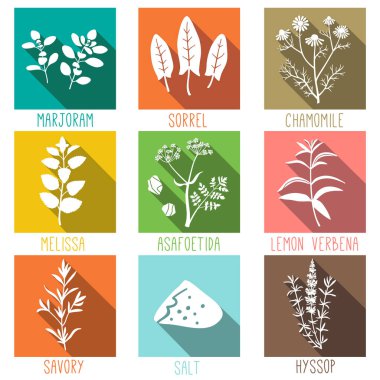 Taze otlar ve baharatlar Icon set. Mercanköşk, kuzukulağı, papatya, Melissa, şeytantersi, Lemon verbena, kokulu, tuz, çördük. Vektör çizim.