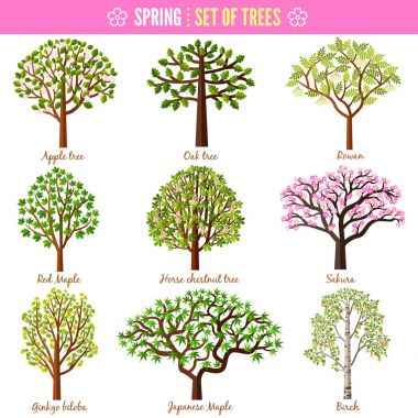 Beyaz arka plan bahar ağaçta kümesi. Elma ağacı, meşe ağacı, Rowan, kırmızı akçaağaç, At kestanesi ağaç, Sakura, Ginkgo biloba, Japonca akçaağaç, huş ağacı. Vektör çizim