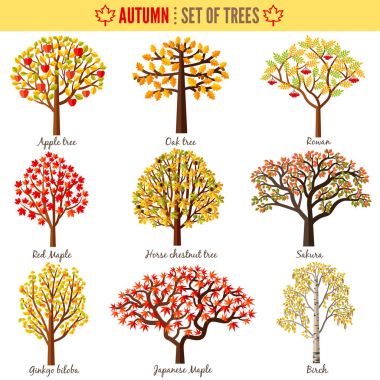 Beyaz arka plan üzerinde sonbahar ağaçlar kümesi. Elma ağacı, meşe ağacı, Rowan, kırmızı akçaağaç, At kestanesi ağaç, Sakura, Ginkgo biloba, Japonca akçaağaç, huş ağacı. Vektör çizim