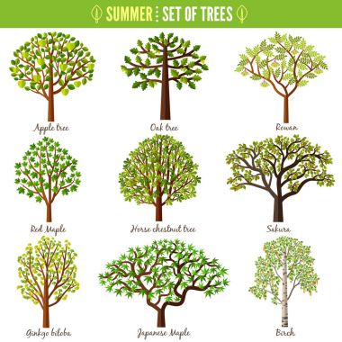 Beyaz zemin üzerine yaz ağaçlar kümesi. Elma ağacı, meşe ağacı, Rowan, kırmızı akçaağaç, At kestanesi ağaç, Sakura, Ginkgo biloba, Japonca akçaağaç, huş ağacı. Vektör çizim
