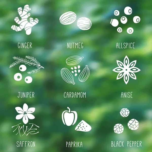 Fresh Herbs Spices Icon Set Nature Blurry Background Ginger Allspice — Stock Vector