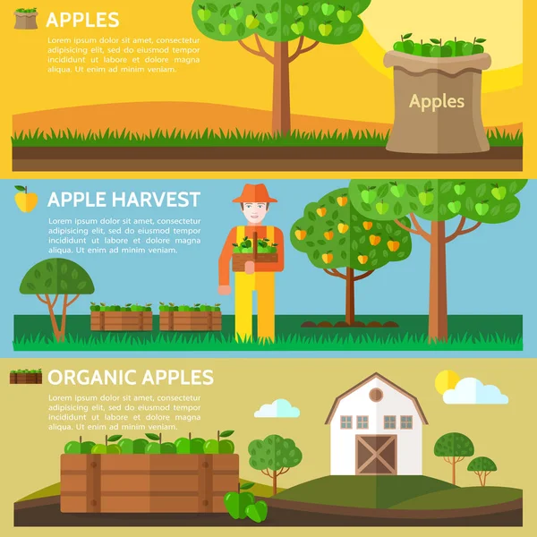 Apple Harvest Farmer Holding Basket Full Harvested Apples Agriculture Landscape — Stock Vector