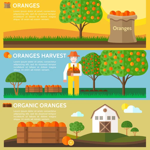 Oranges Harvest Farmer Holding Basket Full Harvested Oranges Agriculture Landscape — Stock Vector