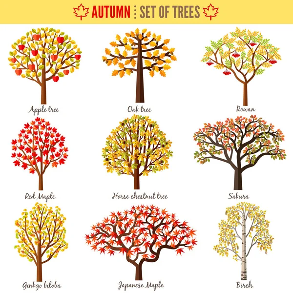 Set Autumn Trees White Background Apple Tree Oak Tree Rowan Stock Vector