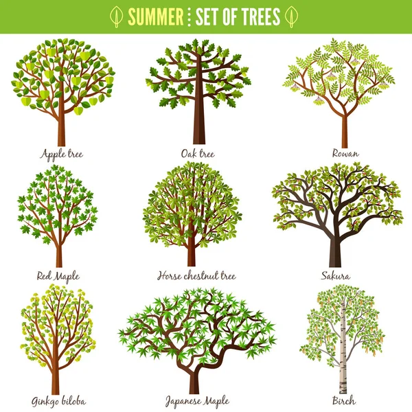 Set Summer Trees White Background Apple Tree Oak Tree Rowan Royalty Free Stock Vectors
