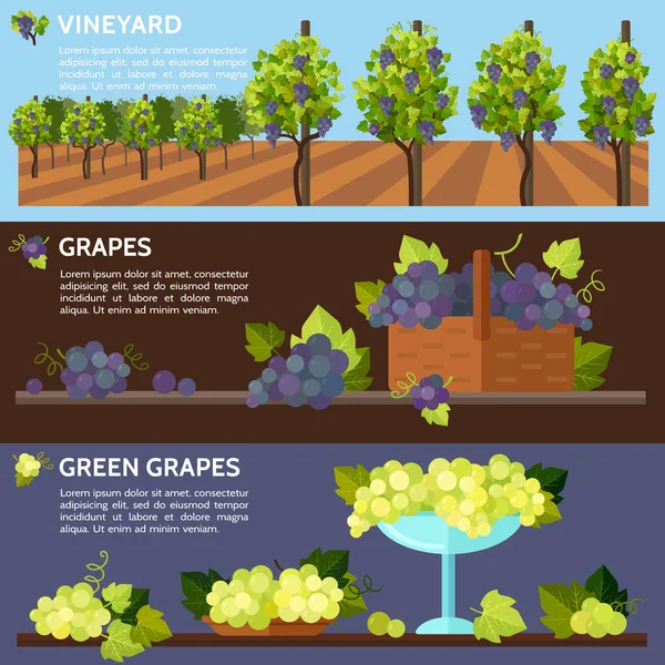 Vineyard Tabletop Design Rows Grapes Vineyard Autumn Harvest Stock Illustration